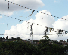 Eletricistas da Copel trabalham neste sábado (17) na retirada de objetos que podem causar desligamentos na rede elétrica, principalmente durante o período chuvoso. Esta será a primeira vez em que a ação preventiva é realizada em formato de mutirão simultâneo, em todas as regiões do Estado. A operação Rede Limpa prevê a participação de cerca de mil profissionais da companhia de energia, em 60 municípios paranaenses. Foto: Divulgação/Copel