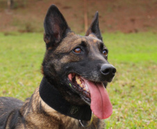 A Polícia Civil do Paraná prepara a aposentadoria de sua cachorra policial Shiva. Após seis anos de serviço prestado à sociedade, com inúmeras apreensões de drogas, que levaram à prisão de muitos traficantes, o descanso é merecido. Foto: Fabio Dias/PCPR