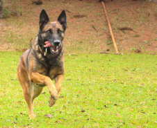 A Polícia Civil do Paraná prepara a aposentadoria de sua cachorra policial Shiva. Após seis anos de serviço prestado à sociedade, com inúmeras apreensões de drogas, que levaram à prisão de muitos traficantes, o descanso é merecido. Foto: Fabio Dias/PCPR