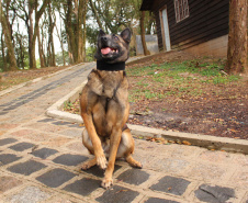 A Polícia Civil do Paraná prepara a aposentadoria de sua cachorra policial Shiva. Após seis anos de serviço prestado à sociedade, com inúmeras apreensões de drogas, que levaram à prisão de muitos traficantes, o descanso é merecido. Foto: Fabio Dias/PCPR