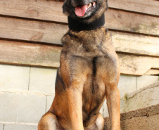 A Polícia Civil do Paraná prepara a aposentadoria de sua cachorra policial Shiva. Após seis anos de serviço prestado à sociedade, com inúmeras apreensões de drogas, que levaram à prisão de muitos traficantes, o descanso é merecido. Foto: Fabio Dias/PCPR