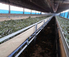 O Instituto Agronômico do Paraná (Iapar) realiza de terça a sexta-feira (20 a 23), em parceria com a Universidade Estadual de Londrina (UEL), Fiação de Seda Bratac S/A e Emater, o Curso de Atualização em Sericicultura. O curso prevê treinamento teórico e uma visita técnica na Bratac para conhecer o sistema de produção.Foto: Divulgação/Iapar