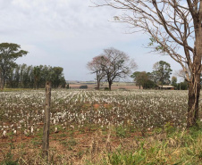 O Instituto de Terras, Cartografia e Geologia do Paraná (ITCG) assinou um Termo de Cooperação para que seja concluído o processo de reforma agrária e regularização fundiária dos assentamentos Norte Sul e Novo Horizonte, entre os municípios de Cafeara e Santo Inácio, no Noroeste do Estado, com anuência da Superintendência do Instituto Nacional de Colonização e Reforma Agrária (Incra). Foto: Divulgação/ITCG