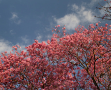 A primavera começa às 4h50 desta segunda-feira, 23 de setembro, e termina à 1h19 de 22 de dezembro. Segundo a previsão do Simepar, no primeiro dia da estação as temperaturas serão amenas na maior parte do Paraná. As mínimas devem ficar entre 5 oC em Rio Negro e 17 oC em Guaíra. As máximas devem variar de 13 oC em Curitiba a 29 oC em Paranavaí e Umuarama. Foto: José Fernando Ogura/AEN