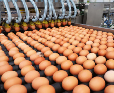 O desempenho paranaense decorreu principalmente pelos bons resultados no setor agropecuário e da indústria, com crescimentos de 3,52% e 2,94%, respectivamente. A produção florestal, pecuária, fabricação de veículos automotores e indústria de máquinas e equipamentos (bens de capital) foram decisivos na retomada apontada no período.Foto: Arnaldo Alves / ANPr.