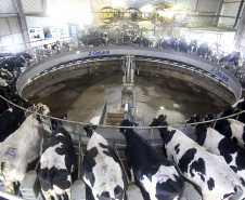 O desempenho paranaense decorreu principalmente pelos bons resultados no setor agropecuário e da indústria, com crescimentos de 3,52% e 2,94%, respectivamente. A produção florestal, pecuária, fabricação de veículos automotores e indústria de máquinas e equipamentos (bens de capital) foram decisivos na retomada apontada no período. Foto:Jaelson Lucas / AEN