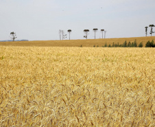O desempenho paranaense decorreu principalmente pelos bons resultados no setor agropecuário e da indústria, com crescimentos de 3,52% e 2,94%, respectivamente. A produção florestal, pecuária, fabricação de veículos automotores e indústria de máquinas e equipamentos (bens de capital) foram decisivos na retomada apontada no período. Foto:Jaelson Lucas / AEN