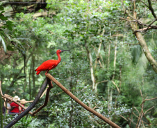 04/2019 - Foz do Iguaçu - Parque das Aves. Foto: José Fernando Ogura/AEN