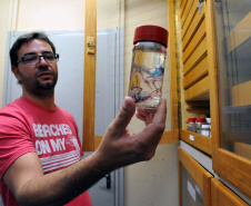 O Museu de Zoologia da UEL (MZUEL), ligado ao Departamento de Biologia Animal e Vegetal, do Centro de Ciências Biológicas (CCB), traz contribuições relevantes para a identificação de novas espécies de peixes no Brasil e na América do Sul. Só nos últimos 18 anos, foram identificadas e catalogadas 90 novas espécies de peixes por pesquisadores da UEL, em estudos conduzidos pelos professores do CCB, Oscar Akio Shibatta, José Luís Birindelli e Fernando Jerep. Foto: Divulgação/UEL