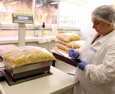 O Tecpar (Instituto de Tecnologia do Paraná) analisa a qualidade da alimentação escolar fornecida pelo Instituto Paranaense de Desenvolvimento Educacional (Fundepar) para estabelecimentos de ensino há sete anos e, desde então, cerca de 2,4 mil amostras de alimentos foram analisadas, com uma taxa de aprovação de 91%. Foto: Divulgação/Tecpar