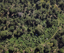 Produção de Erva Mate em São Mateus do Sul. Foto: José Fernando Ogura/ANPr - 01/2019