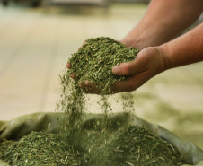 Produção de Erva Mate em São Mateus do Sul. Foto: José Fernando Ogura/ANPr - 01/2019