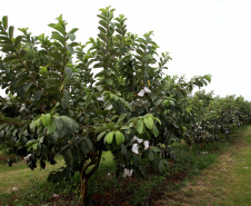 Plantação de goiaba em Carlópolis. Foto:Jaelson Lucas / AEN