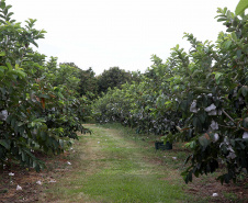Plantação de goiaba em Carlópolis. Foto:Jaelson Lucas / AEN