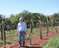 Um novo empreendimento de fruticultura, que recebe investimentos de R$ 26 milhões e está sendo instalado em Santo Antonio do Paraíso, no Norte Pioneiro, deverá impactar a economia da região. O empreendimento Vila Puree é integrado com produtores, que vão produzir oito tipos de frutas para extração da polpa. A renda que será gerada no campo está estimada em R$ 3,2 milhões por ano agrícola. Foto:Divulgação/SEAB