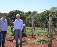Um novo empreendimento de fruticultura, que recebe investimentos de R$ 26 milhões e está sendo instalado em Santo Antonio do Paraíso, no Norte Pioneiro, deverá impactar a economia da região. O empreendimento Vila Puree é integrado com produtores, que vão produzir oito tipos de frutas para extração da polpa. A renda que será gerada no campo está estimada em R$ 3,2 milhões por ano agrícola. Foto:Divulgação/SEAB