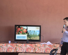 Um novo empreendimento de fruticultura, que recebe investimentos de R$ 26 milhões e está sendo instalado em Santo Antonio do Paraíso, no Norte Pioneiro, deverá impactar a economia da região. O empreendimento Vila Puree é integrado com produtores, que vão produzir oito tipos de frutas para extração da polpa. A renda que será gerada no campo está estimada em R$ 3,2 milhões por ano agrícola. Foto:Divulgação/SEAB
