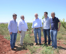 Um novo empreendimento de fruticultura, que recebe investimentos de R$ 26 milhões e está sendo instalado em Santo Antonio do Paraíso, no Norte Pioneiro, deverá impactar a economia da região. O empreendimento Vila Puree é integrado com produtores, que vão produzir oito tipos de frutas para extração da polpa. A renda que será gerada no campo está estimada em R$ 3,2 milhões por ano agrícola. Foto:Divulgação/SEAB