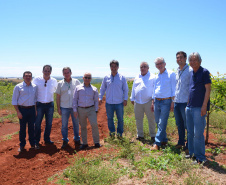 Um novo empreendimento de fruticultura, que recebe investimentos de R$ 26 milhões e está sendo instalado em Santo Antonio do Paraíso, no Norte Pioneiro, deverá impactar a economia da região. O empreendimento Vila Puree é integrado com produtores, que vão produzir oito tipos de frutas para extração da polpa. A renda que será gerada no campo está estimada em R$ 3,2 milhões por ano agrícola. Foto:Divulgação/SEAB