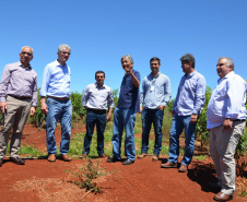 Um novo empreendimento de fruticultura, que recebe investimentos de R$ 26 milhões e está sendo instalado em Santo Antonio do Paraíso, no Norte Pioneiro, deverá impactar a economia da região. O empreendimento Vila Puree é integrado com produtores, que vão produzir oito tipos de frutas para extração da polpa. A renda que será gerada no campo está estimada em R$ 3,2 milhões por ano agrícola. Foto:Divulgação/SEAB
