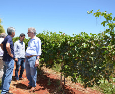 Um novo empreendimento de fruticultura, que recebe investimentos de R$ 26 milhões e está sendo instalado em Santo Antonio do Paraíso, no Norte Pioneiro, deverá impactar a economia da região. O empreendimento Vila Puree é integrado com produtores, que vão produzir oito tipos de frutas para extração da polpa. A renda que será gerada no campo está estimada em R$ 3,2 milhões por ano agrícola. Foto:Divulgação/SEAB