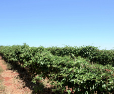 Um novo empreendimento de fruticultura, que recebe investimentos de R$ 26 milhões e está sendo instalado em Santo Antonio do Paraíso, no Norte Pioneiro, deverá impactar a economia da região. O empreendimento Vila Puree é integrado com produtores, que vão produzir oito tipos de frutas para extração da polpa. A renda que será gerada no campo está estimada em R$ 3,2 milhões por ano agrícola. Foto:Divulgação/SEAB