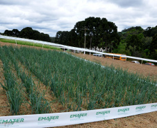 Cerca de 500 produtores participaram nesta quarta-feira (16) do 29º Encontro Estadual de Produtores de Cebola, no município de Quitandinha, Região Metropolitana de Curitiba