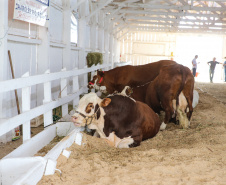 O governador Carlos Massa Ratinho Junior participa nesta quinta-feira (17),  no Parque de Exposições Lacerda Werneck, em Guarapuava, da primeira edição da Agropec, evento voltado a produtores rurais da região e que reúne palestras técnicas, leilões de animais e culinária tropeira e regional. Guarapuava, 17/10/2019 -  Foto: Geraldo Bubniak/AEN
