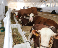 O governador Carlos Massa Ratinho Junior participa nesta quinta-feira (17),  no Parque de Exposições Lacerda Werneck, em Guarapuava, da primeira edição da Agropec, evento voltado a produtores rurais da região e que reúne palestras técnicas, leilões de animais e culinária tropeira e regional. Guarapuava, 17/10/2019 -  Foto: Geraldo Bubniak/AEN
