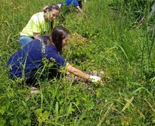 A Secretaria da Saúde do Paraná orienta a manter os ambientes limpos e organizados para evitar o aparecimento de animais peçonhentos, como aranhas, escorpiões, serpentes, que têm maior incidência em períodos de calor. Dados de 2018 indicam que no Paraná aconteceram mais de 18 mil acidentes com algum tipo de animal peçonhento.Foto: Divulgação/SESA
