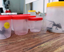 A Secretaria da Saúde do Paraná orienta a manter os ambientes limpos e organizados para evitar o aparecimento de animais peçonhentos, como aranhas, escorpiões, serpentes, que têm maior incidência em períodos de calor. Dados de 2018 indicam que no Paraná aconteceram mais de 18 mil acidentes com algum tipo de animal peçonhento.Foto: Divulgação/SESA