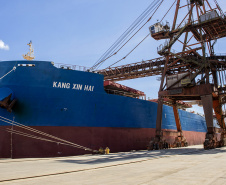 O Porto de Paranaguá faz nesta semana a segunda maior operação de granéis de sua história em um único navio. Serão 89 mil toneladas de farelo de soja, carregadas no Kang Xin Hai, que tem 254 metros de comprimento e segue para o porto de Amsterdã, na Holanda. A operação movimenta o equivalente a 3 mil caminhões de produto e o embarque durará sete dias.
