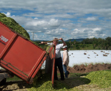 No município de Palmas, na região de Pato Branco, os produtores estão fazendo o plantio de milho para a produção de silagem. Eles sabem que a qualidade depende de cuidados que começam agora. A escolha da semente, o cultivo e o ponto de colheita vão influenciar diretamente o valor nutritivo do alimento a ser oferecido para o gado.Foto: Divulgação/Emater