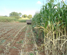 No município de Palmas, na região de Pato Branco, os produtores estão fazendo o plantio de milho para a produção de silagem. Eles sabem que a qualidade depende de cuidados que começam agora. A escolha da semente, o cultivo e o ponto de colheita vão influenciar diretamente o valor nutritivo do alimento a ser oferecido para o gado.Foto: Divulgação/Emater