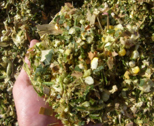No município de Palmas, na região de Pato Branco, os produtores estão fazendo o plantio de milho para a produção de silagem. Eles sabem que a qualidade depende de cuidados que começam agora. A escolha da semente, o cultivo e o ponto de colheita vão influenciar diretamente o valor nutritivo do alimento a ser oferecido para o gado.Foto: Divulgação/Emater