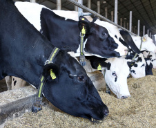 Termina em 30 de novembro o prazo para atualização cadastral de rebanho em todo o Paraná. Produtores rurais que detêm sob sua responsabilidade animais de interesse econômico de qualquer espécie precisam fazer o cadastro, pelo site da Agência de Defesa Agropecuária do Paraná (Adapar) (http://www.produtor.adapar.pr.gov.br/comprovacaorebanho), ou nas Unidades Locais da Adapar, Escritórios de Atendimento do Município e sindicatos rurais. Foto: Jaelson Lucas/AEN