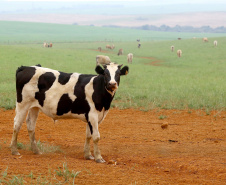 Termina em 30 de novembro o prazo para atualização cadastral de rebanho em todo o Paraná. Produtores rurais que detêm sob sua responsabilidade animais de interesse econômico de qualquer espécie precisam fazer o cadastro, pelo site da Agência de Defesa Agropecuária do Paraná (Adapar) (http://www.produtor.adapar.pr.gov.br/comprovacaorebanho), ou nas Unidades Locais da Adapar, Escritórios de Atendimento do Município e sindicatos rurais. Foto: Jaelson Lucas/AEN