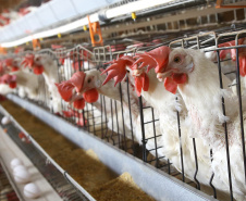 Termina em 30 de novembro o prazo para atualização cadastral de rebanho em todo o Paraná. Produtores rurais que detêm sob sua responsabilidade animais de interesse econômico de qualquer espécie precisam fazer o cadastro, pelo site da Agência de Defesa Agropecuária do Paraná (Adapar) (http://www.produtor.adapar.pr.gov.br/comprovacaorebanho), ou nas Unidades Locais da Adapar, Escritórios de Atendimento do Município e sindicatos rurais. Foto: Jaelson Lucas/AEN