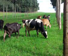 O trabalho do Instituto Emater com produtores da região de Francisco Beltrão trouxe um aumento médio de 35% na produção diária de leite por vaca, o que representa quase 3 mil litros a mais por mês em cada propriedade. O incremento na renda das famílias foi significativo e houve ainda redução do custo de produção. Foto: Emater