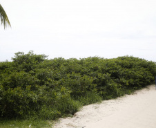 O manejo da restinga no Litoral do Paraná, iniciado nesta última semana, atende uma demanda da população e das prefeituras, e permite maior controle sanitário e de segurança nas cidades que recebem mais turistas durante o verão