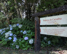 A cidade de Piraquara guarda uma riqueza incalculável para boa parte da população da Região Metropolitana de Curitiba: a sua principal fonte de água ou os chamados Mananciais da Serra. Eles são parte de uma Área de Preservação Ambiental (APA) e compõem o Parque Estadual Pico do Marumbi e o Roteiro Caminho Trentino de Piraquara, que são atrações especiais e pouco conhecidas do verão paranaense. Foto: José Fernando Ogura/AEN