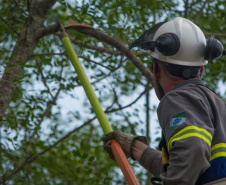 Cerca de 100 profissionais, entre inspetores e técnicos da Copel, farão uma maratona de limpeza na rede de energia na capital paranaense neste sábado (01). O objetivo é promover poda de galhos de árvores que estejam muito próximos aos fios.  Foto: Copel