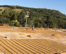 Os cafés finalistas foram avaliados por um júri técnico composto por provadores e especialistas, responsáveis por 90% da nota final, enquanto o critério de Sustentabilidade corresponde aos 10% restantes. Foto: SEAB