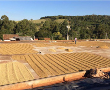 Os cafés finalistas foram avaliados por um júri técnico composto por provadores e especialistas, responsáveis por 90% da nota final, enquanto o critério de Sustentabilidade corresponde aos 10% restantes. Foto: SEAB