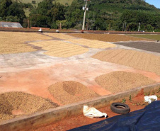 Os cafés finalistas foram avaliados por um júri técnico composto por provadores e especialistas, responsáveis por 90% da nota final, enquanto o critério de Sustentabilidade corresponde aos 10% restantes. Foto: SEAB