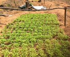 As ações fazem parte de um esforço de algumas instituições de segurança pública para combater o tráfico nacional e internacional de drogas.
Foto: SESP