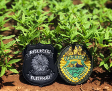 As ações fazem parte de um esforço de algumas instituições de segurança pública para combater o tráfico nacional e internacional de drogas.
Foto: SESP