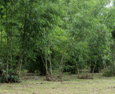 Reduto da imigração japonesa no Paraná. N/F: plantação de bambús.Antonina, 18-01-20.Foto: Arnaldo Alves / AEN.
