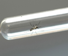 Estado registra 44.441 casos confirmados da doença e 113.488 notificados. Os óbitos também aumentaram nesta semana, de 23 para 30. No total, 106 municípios estão em epidemia, 15 a mais que na semana anterior.

Foto: Arquivo/AEN
