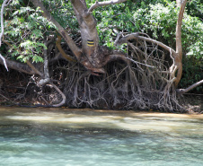 Ilhas, trilhas e praias cristalinas formam as belezas do Rio Paraná.Icaraíma - Foto: Ari Dias/AEN